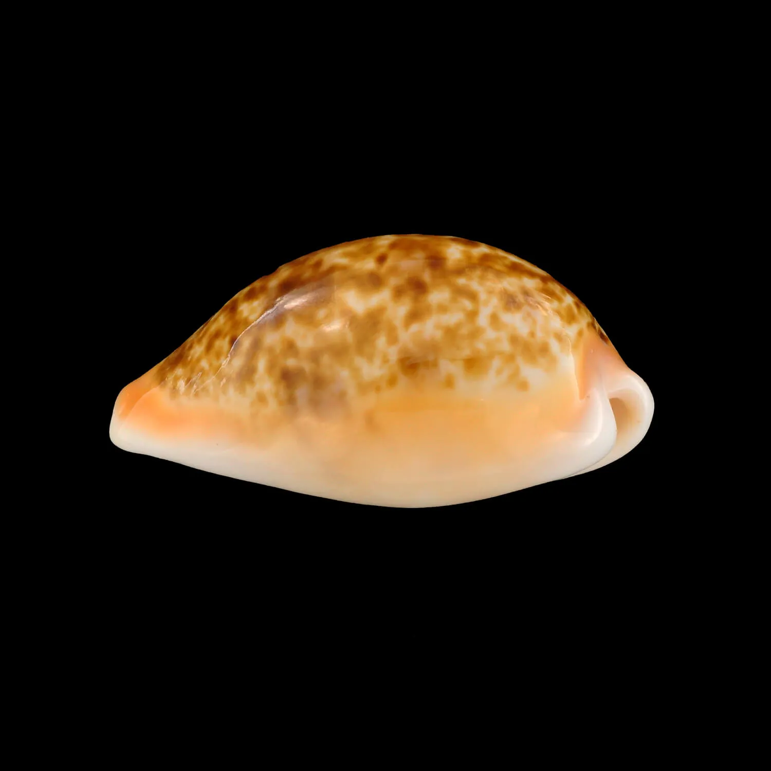 Cypraea Arabica Immanis