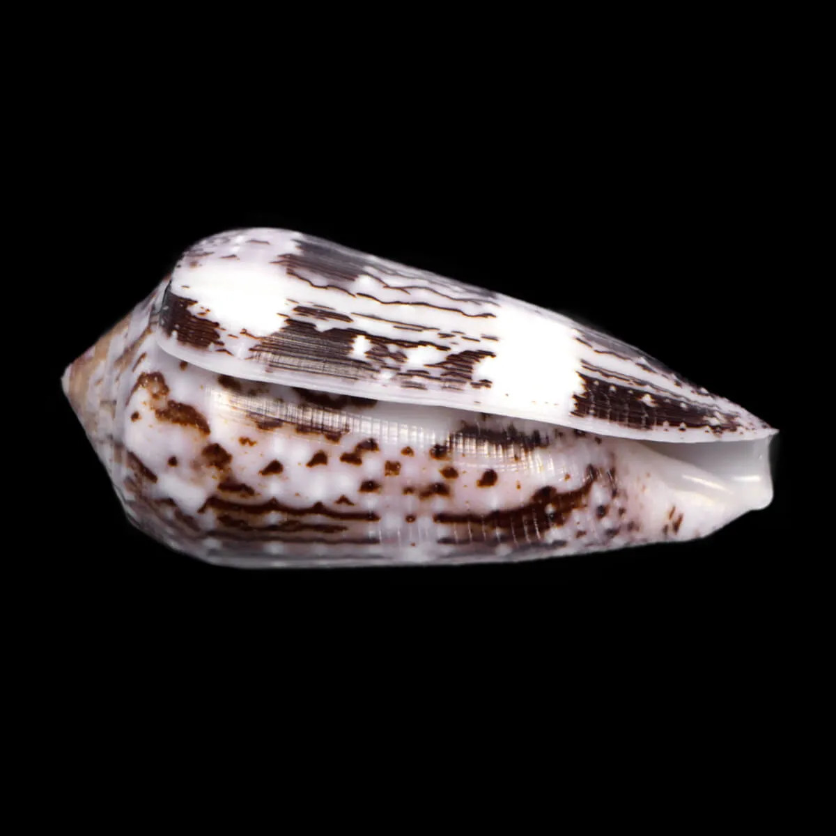 Conus Floccatus