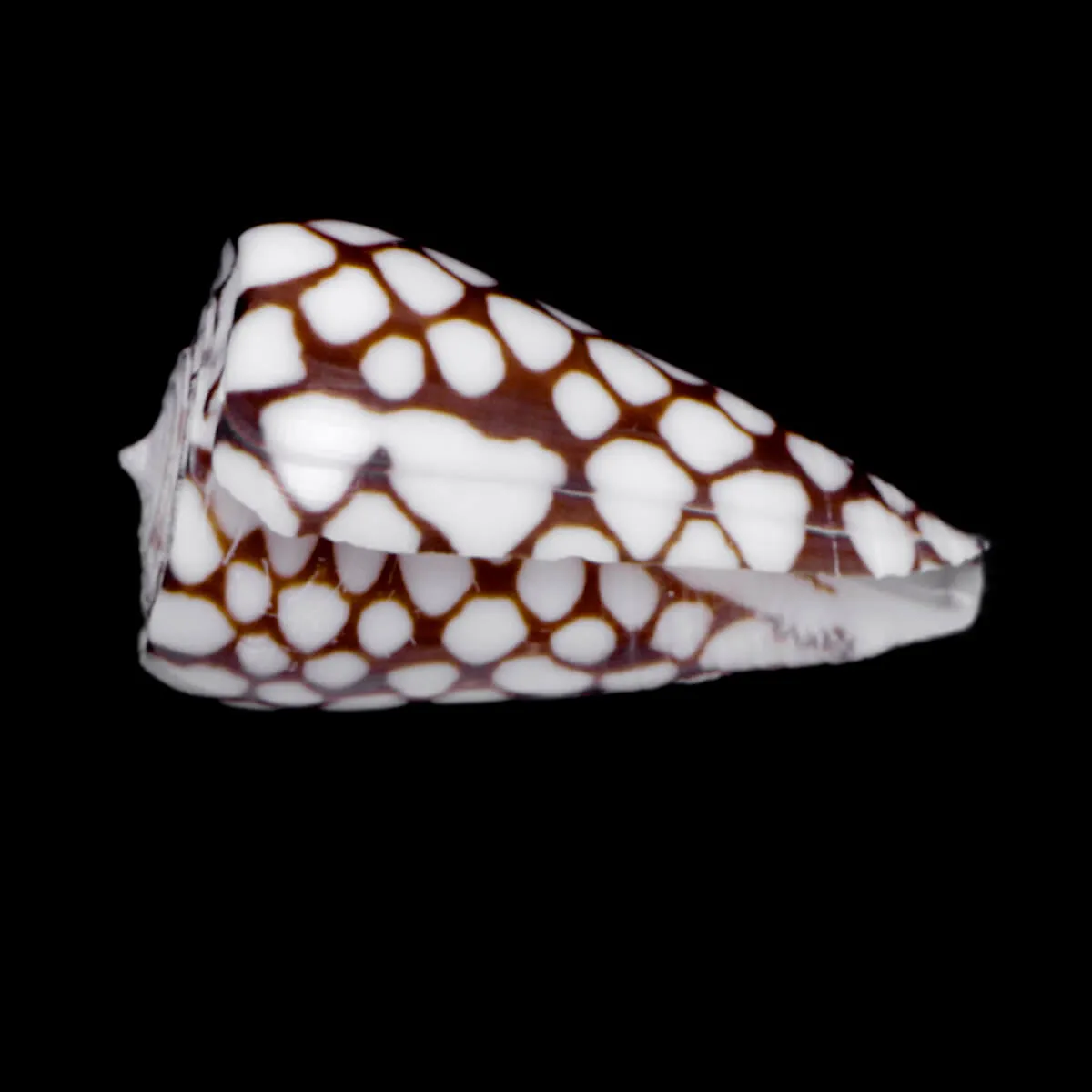 Conus Marchionatus