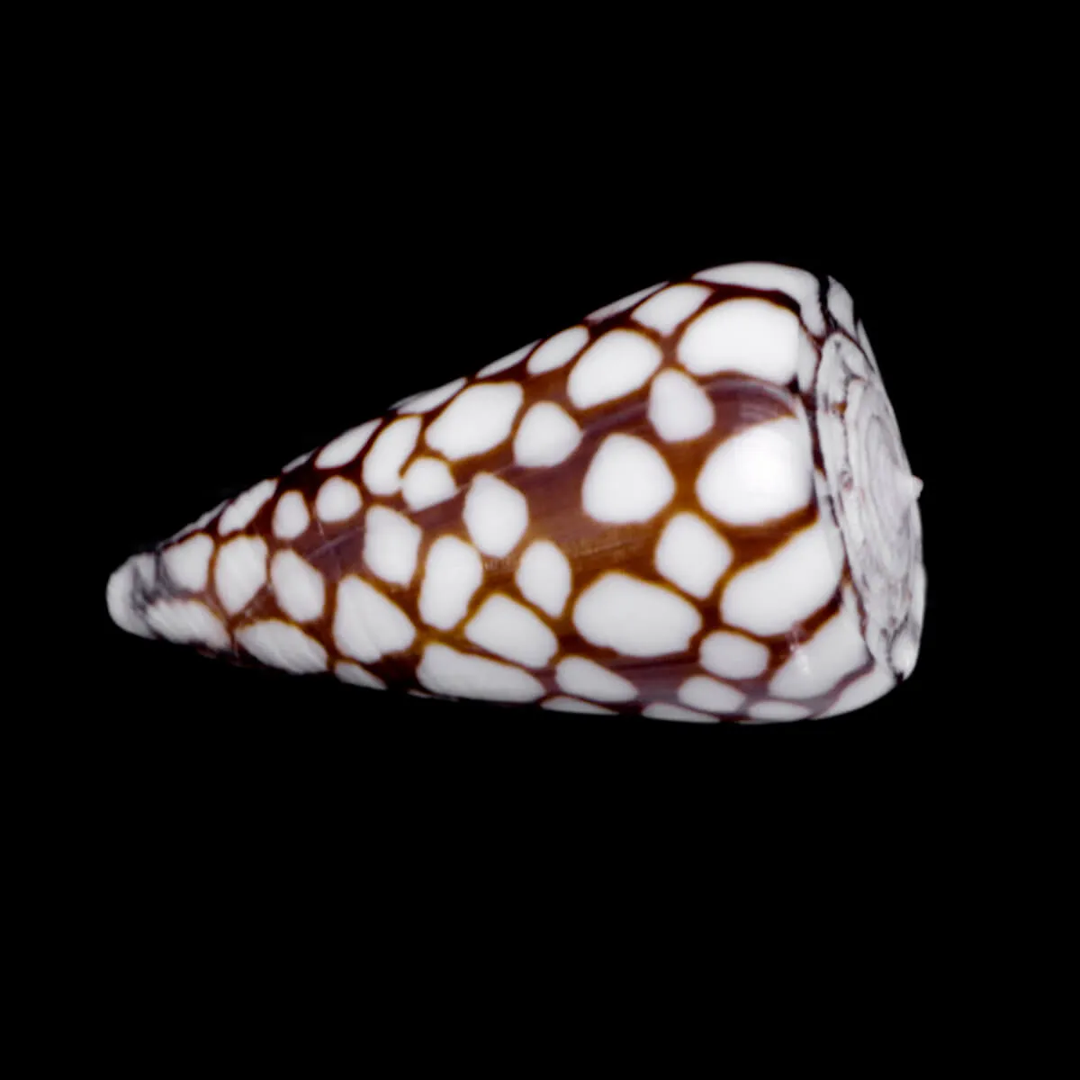 Conus Marchionatus