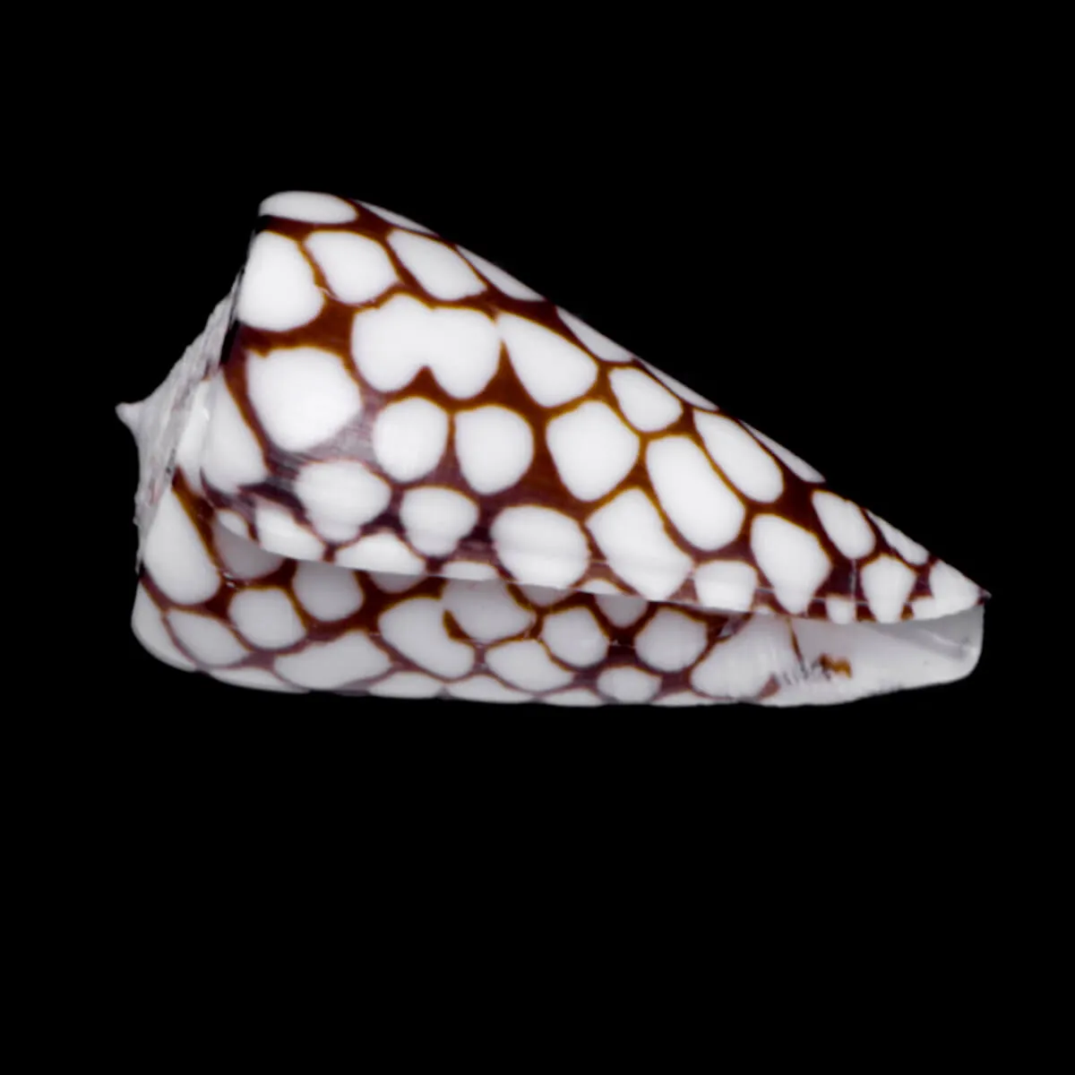 Conus Marchionatus