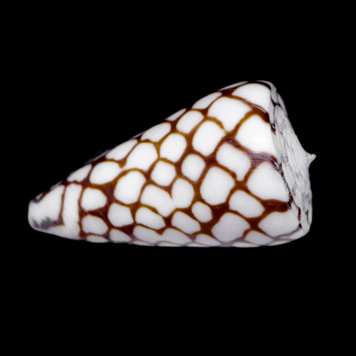 Conus Marchionatus