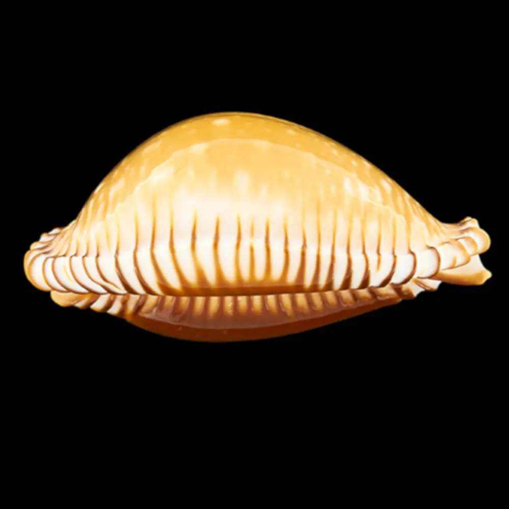 Perisserosa Guttata