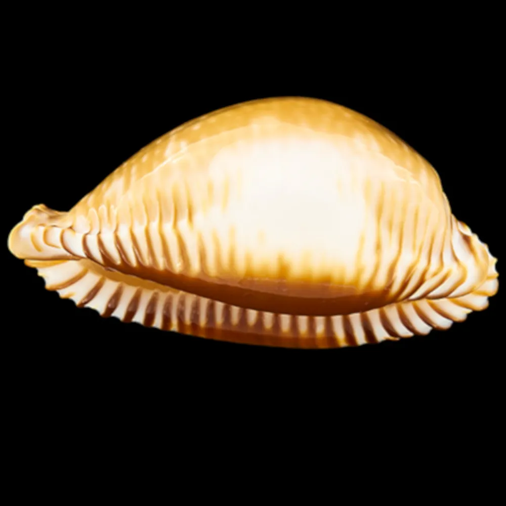 Perisserosa Guttata