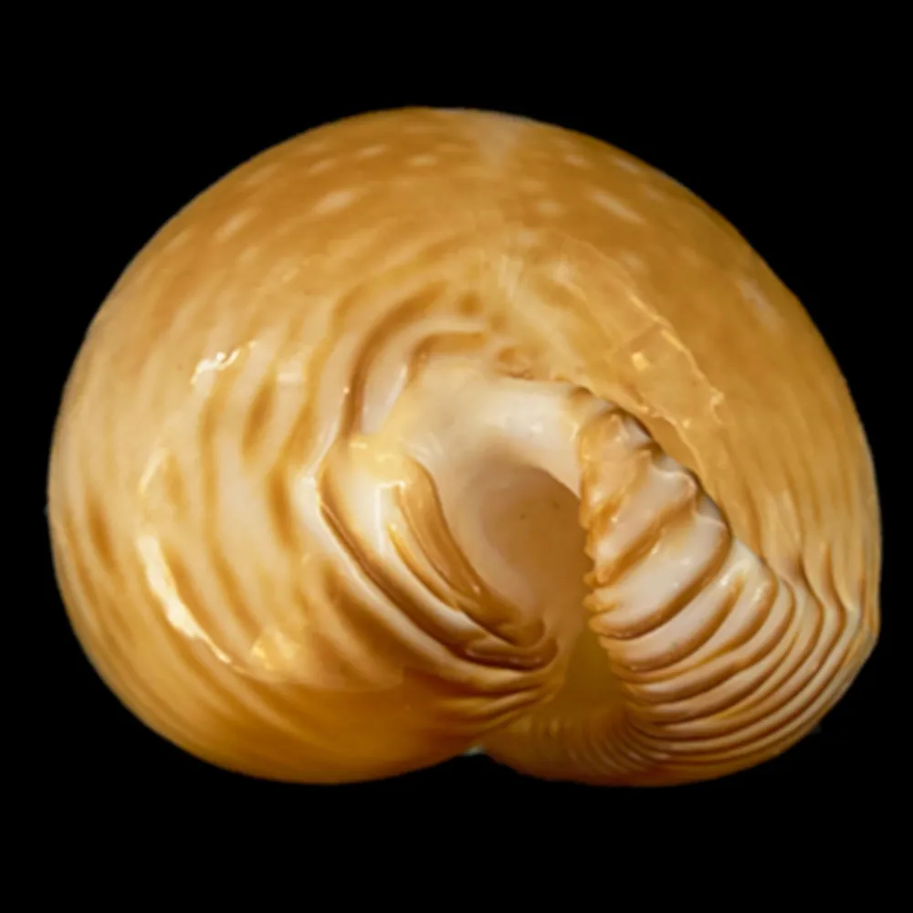 Perisserosa Guttata Azumai