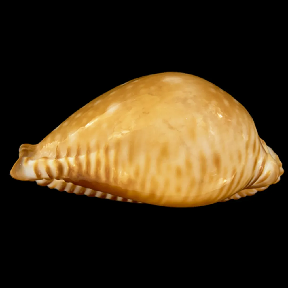 Perisserosa Guttata Azumai