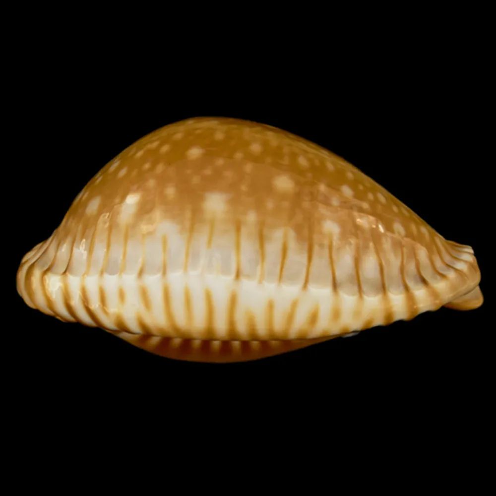 Perisserosa Guttata Azumai