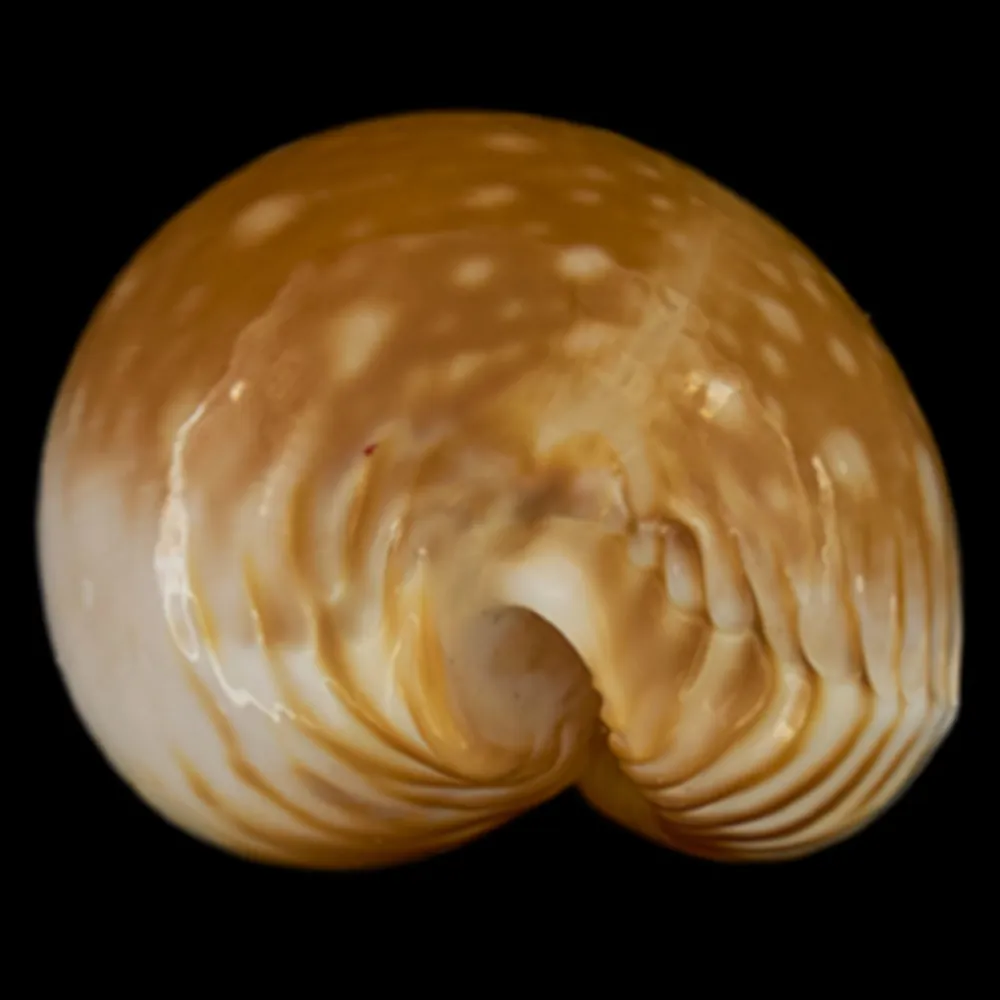 Perisserosa Guttata Azumai