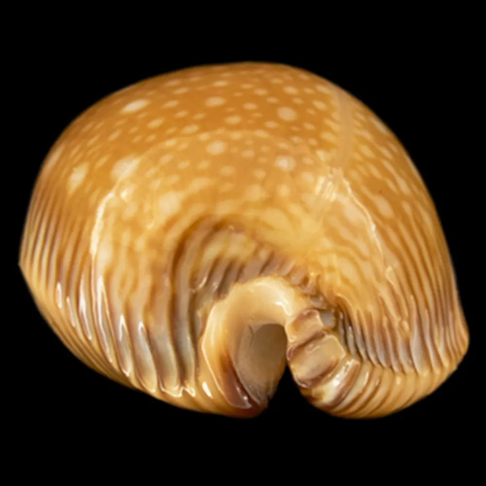 Perisserosa Guttata Surinensis