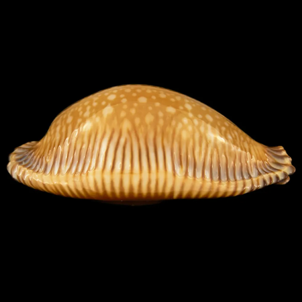 Perisserosa Guttata Surinensis