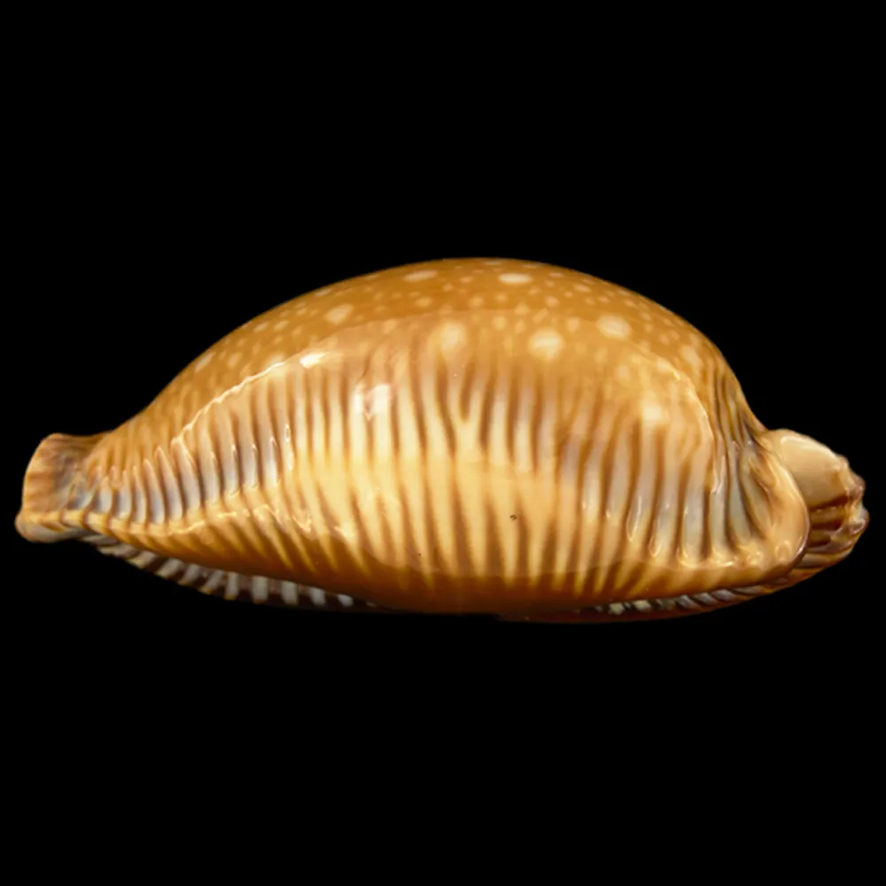 Perisserosa Guttata Surinensis