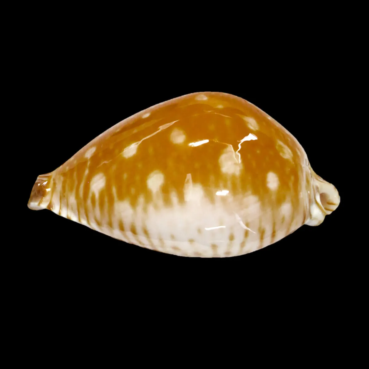 Perisserosa Guttata