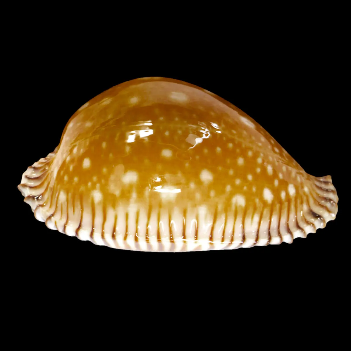 Perisserosa Guttata