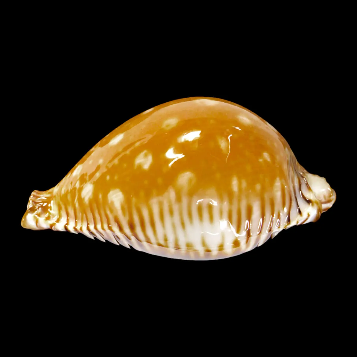 Perisserosa Guttata