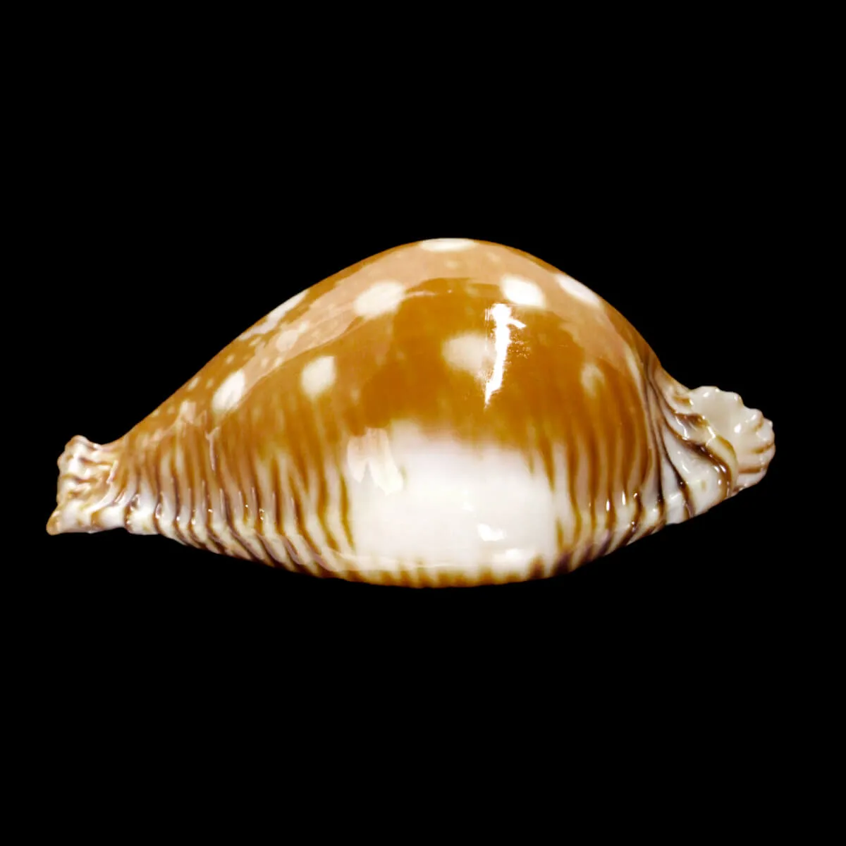 Perisserosa Guttata