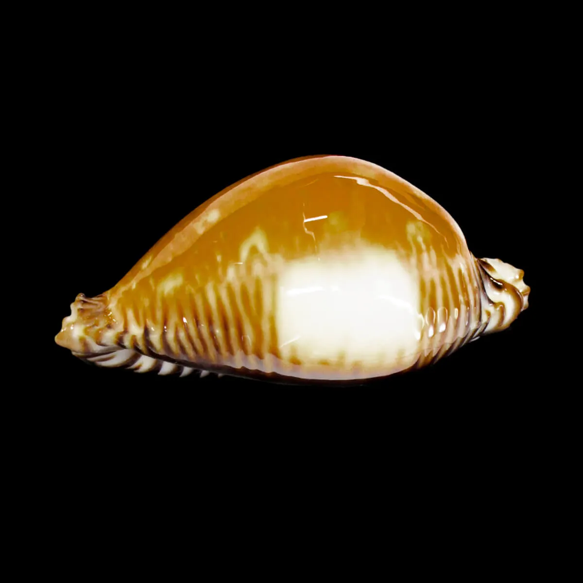 Perisserosa Guttata