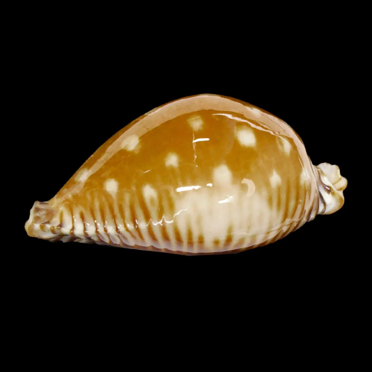 Perisserosa Guttata