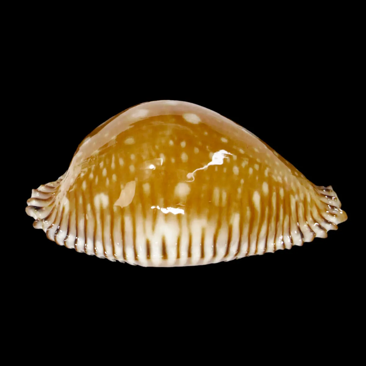 Perisserosa Guttata