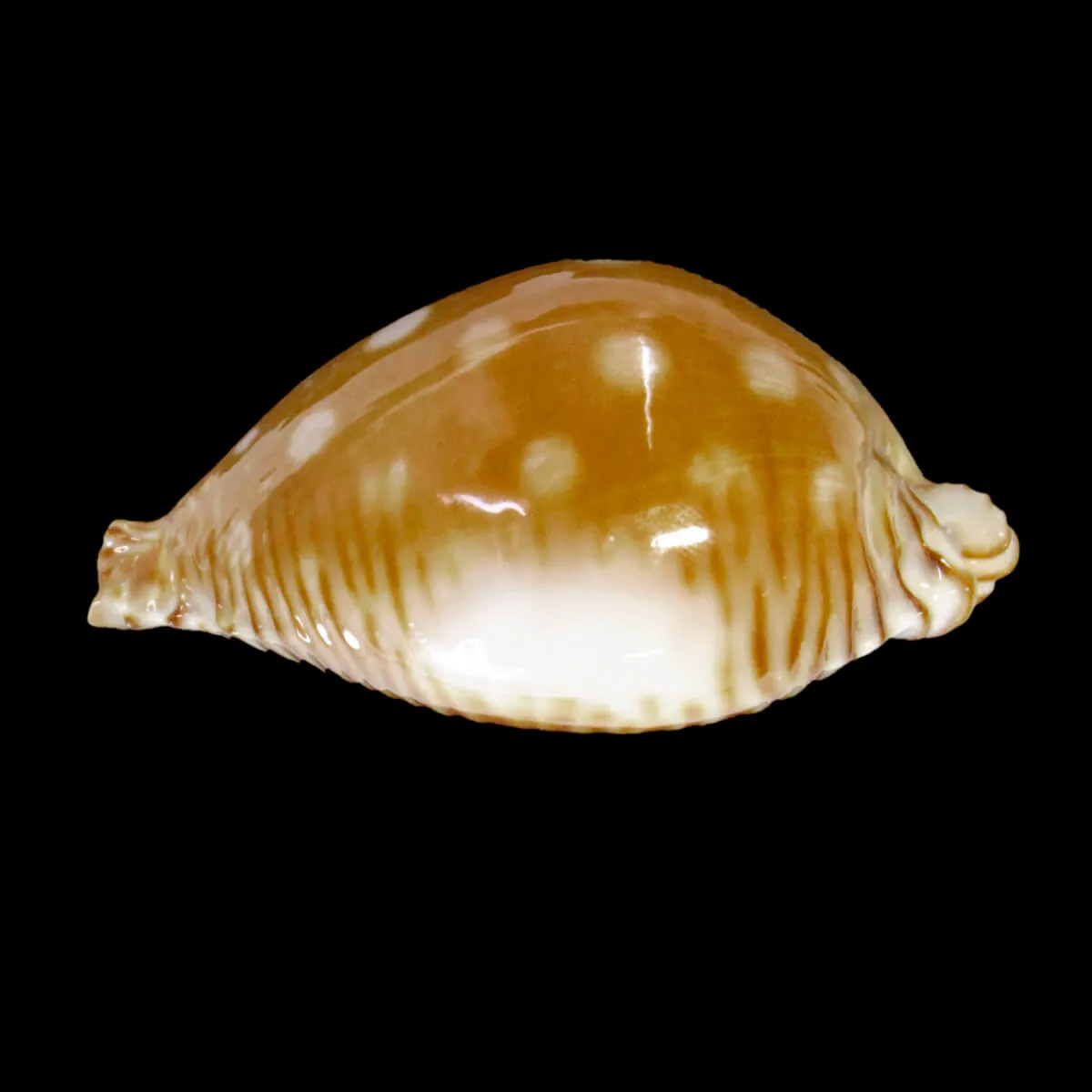 Perisserosa Guttata
