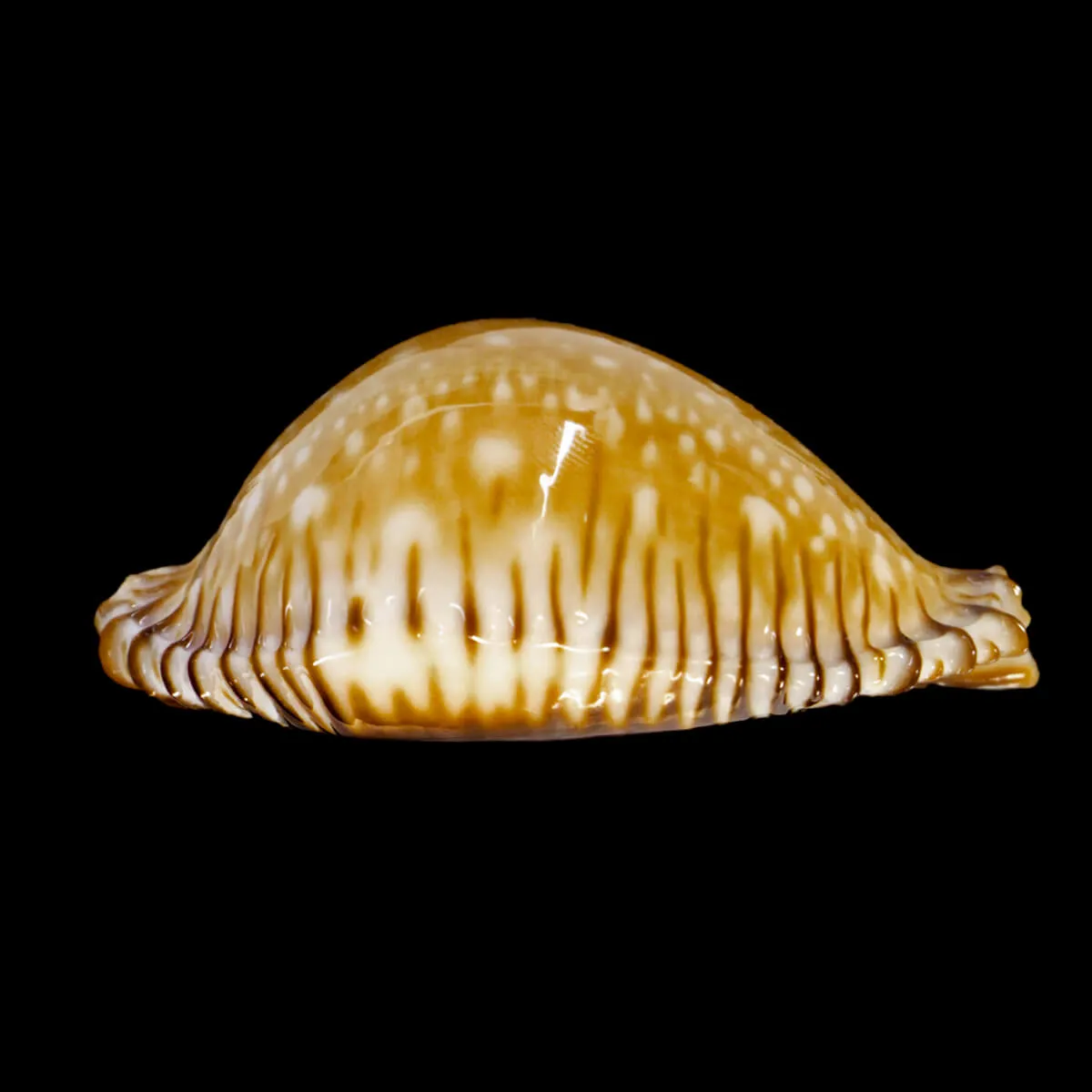 Perisserosa Guttata