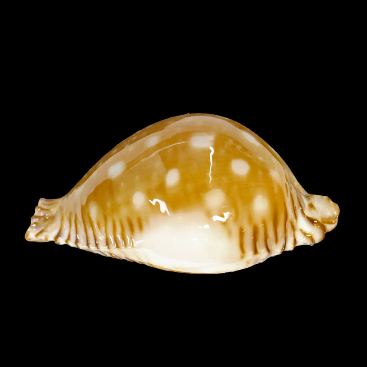 Perisserosa Guttata