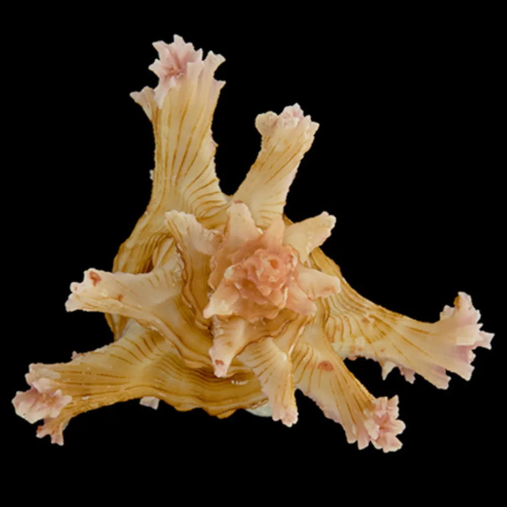 Chicoreus Palmarosae