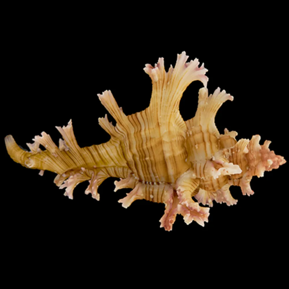 Chicoreus Palmarosae