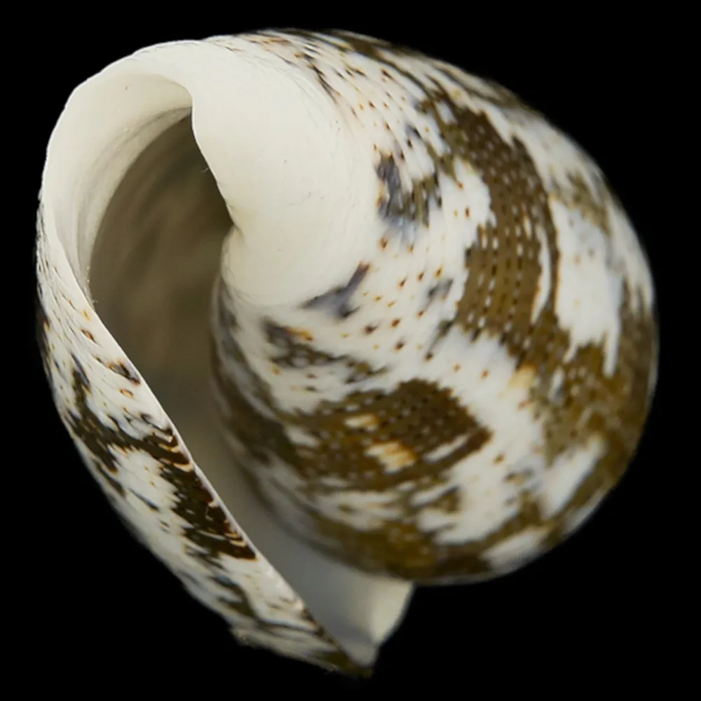 Conus (Pioconus) Magus