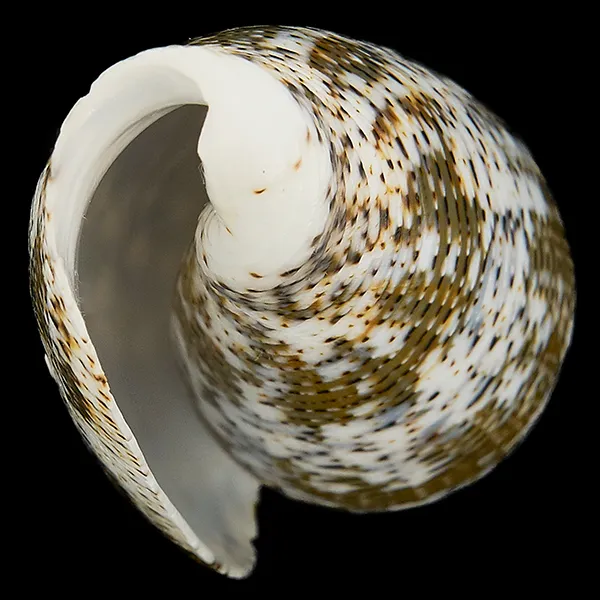 Conus (Pioconus) Magus