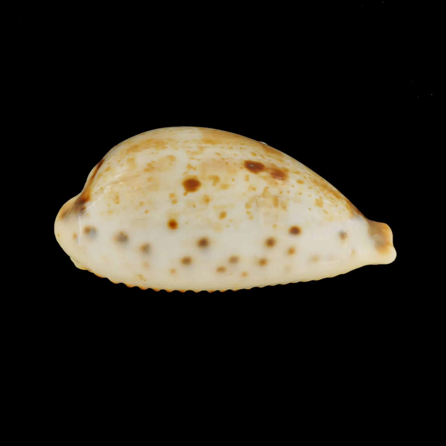 Ficadusta Pulchella
