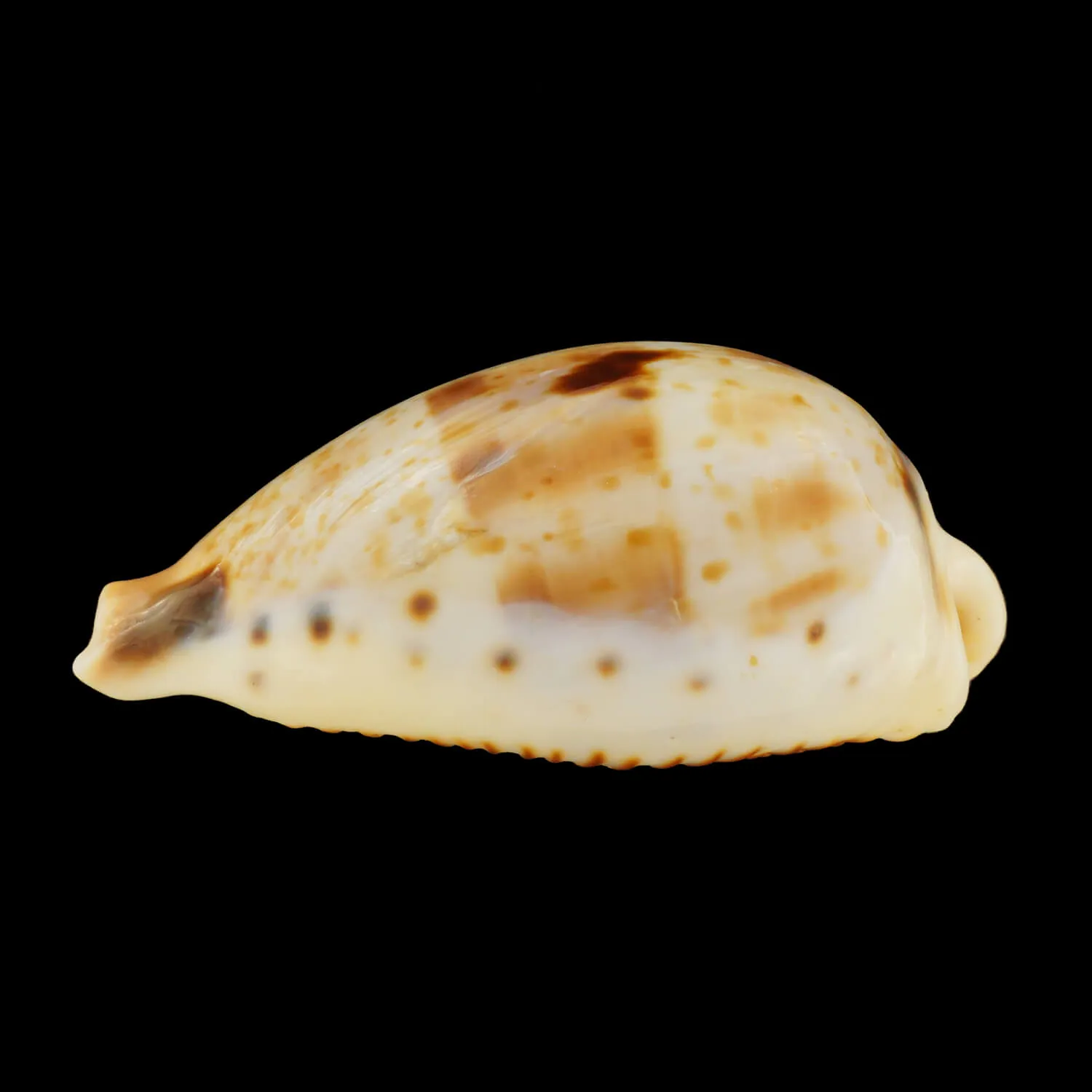 Ficadusta Pulchella