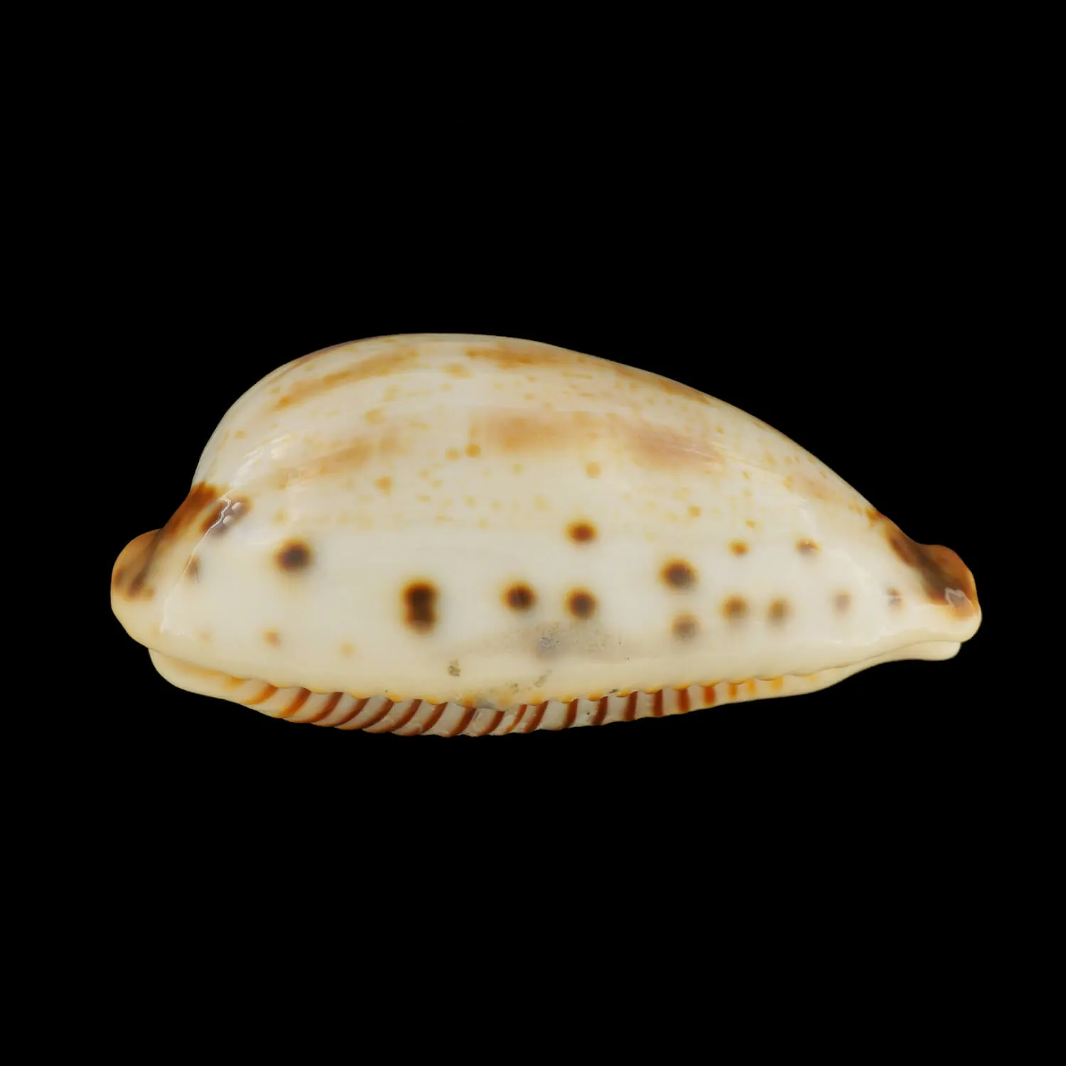 Ficadusta Pulchella