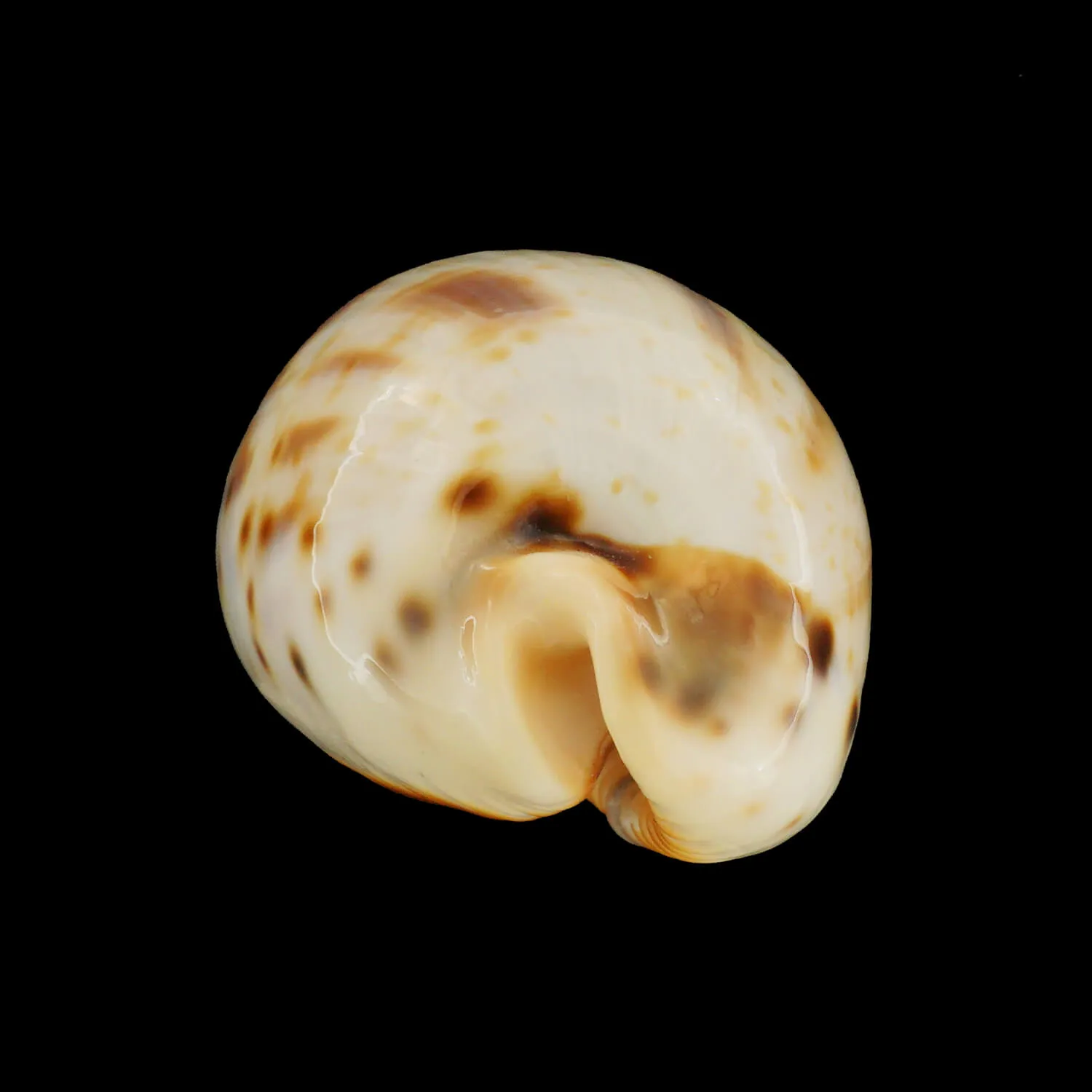 Ficadusta Pulchella