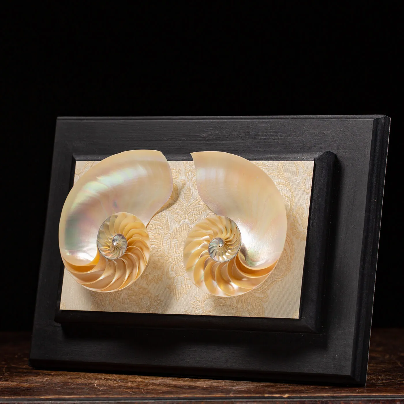 Nautilus in Madreperla su Cornice
