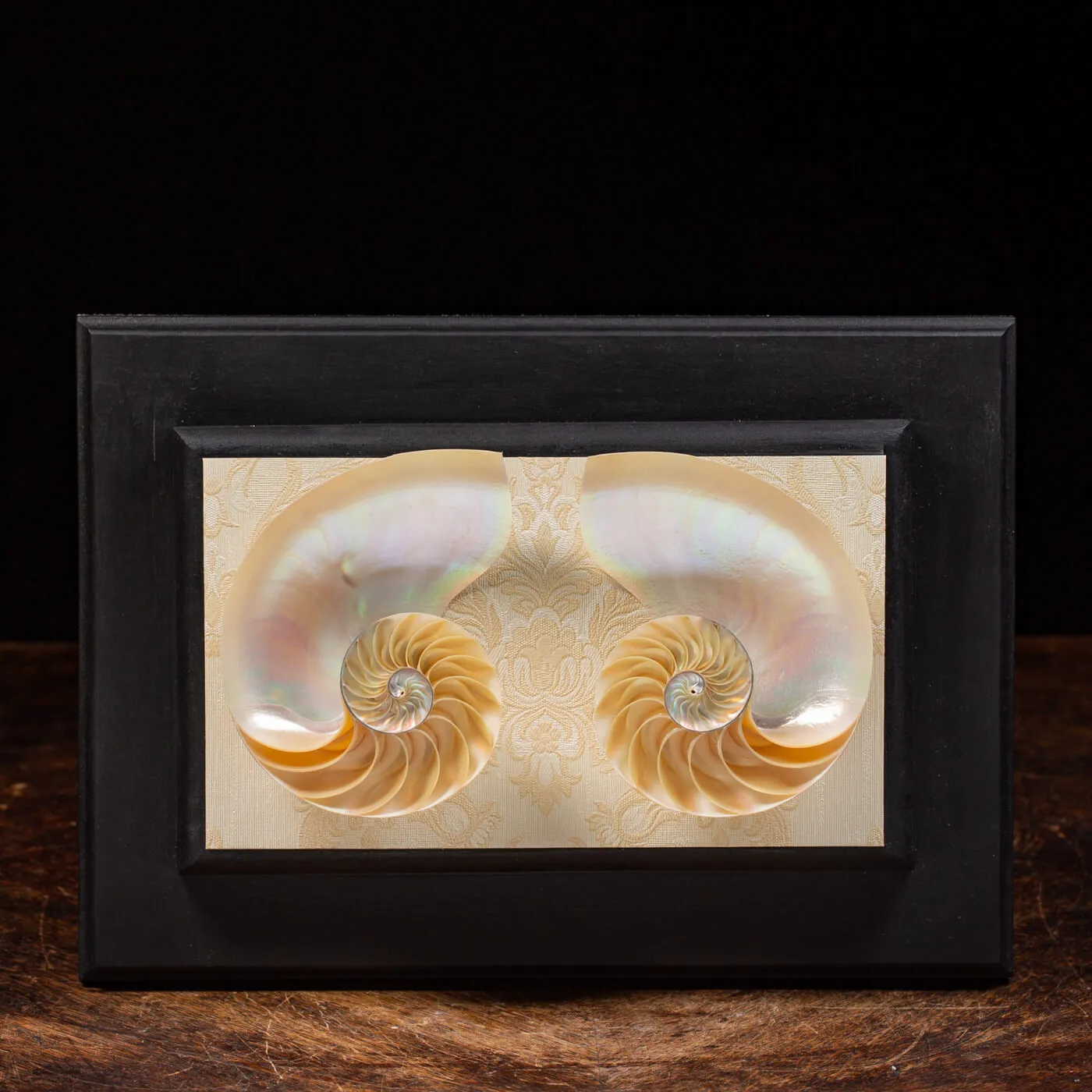 Nautilus in Madreperla su Cornice