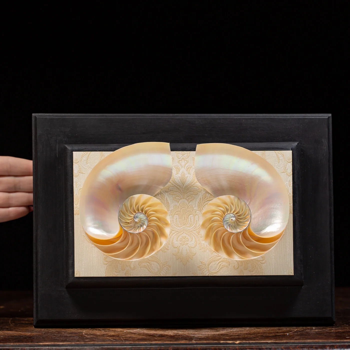 Nautilus in Madreperla su Cornice