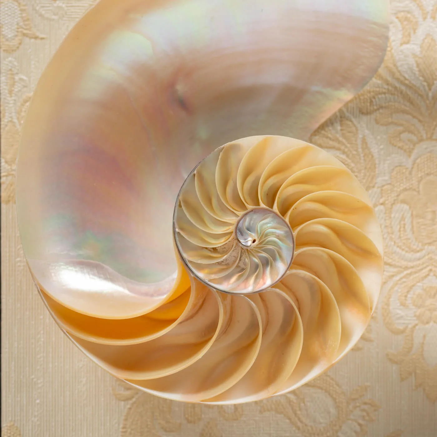 Nautilus in Madreperla su Cornice