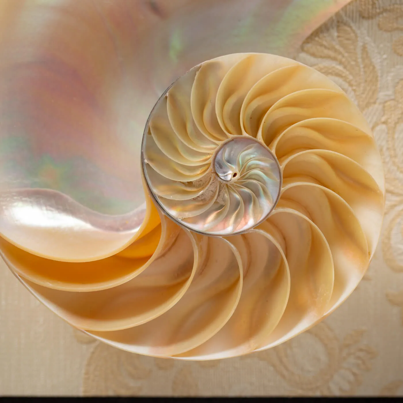 Nautilus in Madreperla su Cornice