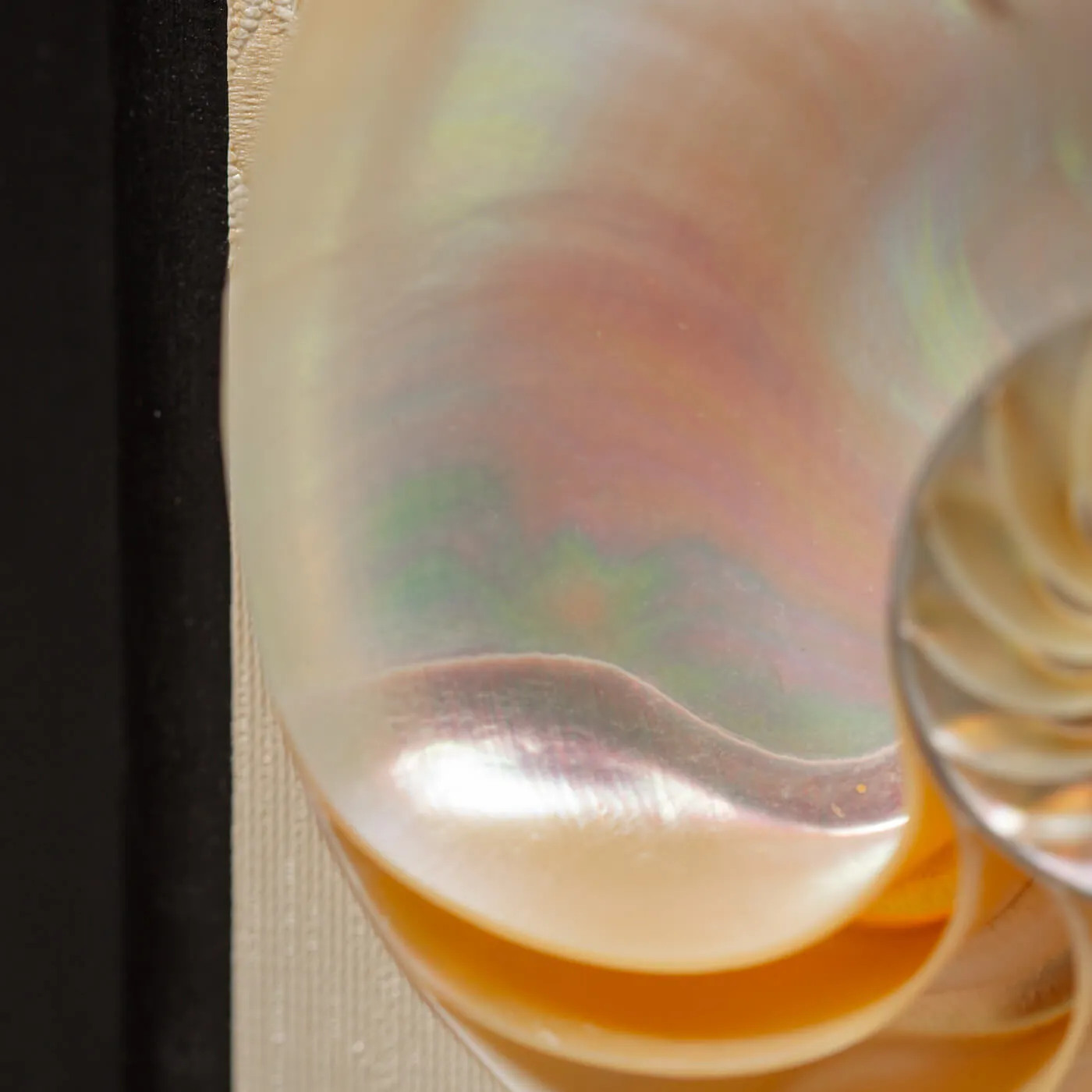 Nautilus in Madreperla su Cornice