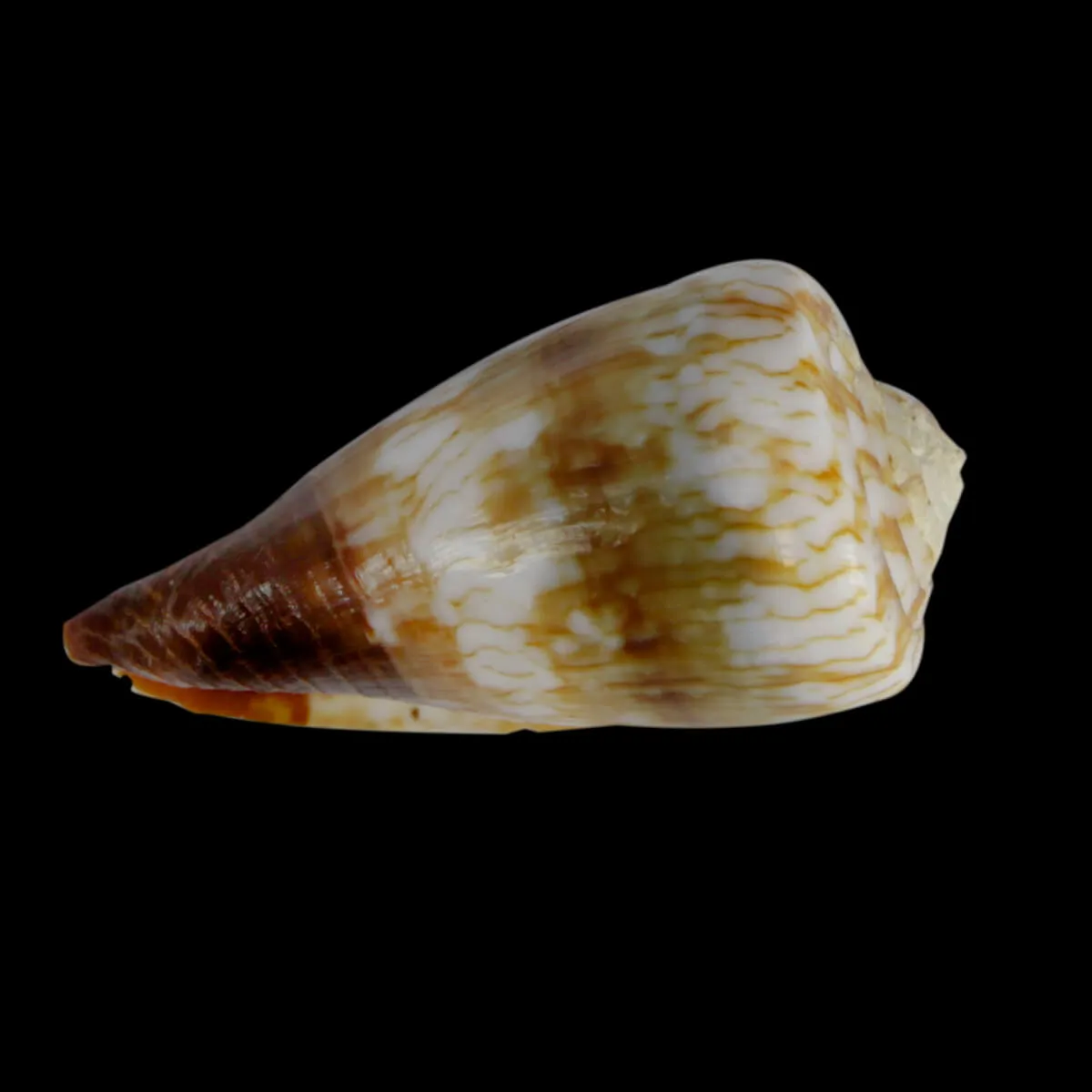 Conus (Rhizoconus) Miles