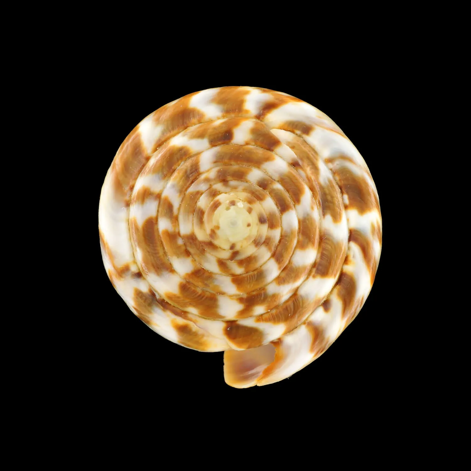 Conus (Rhizoconus) Namocanus