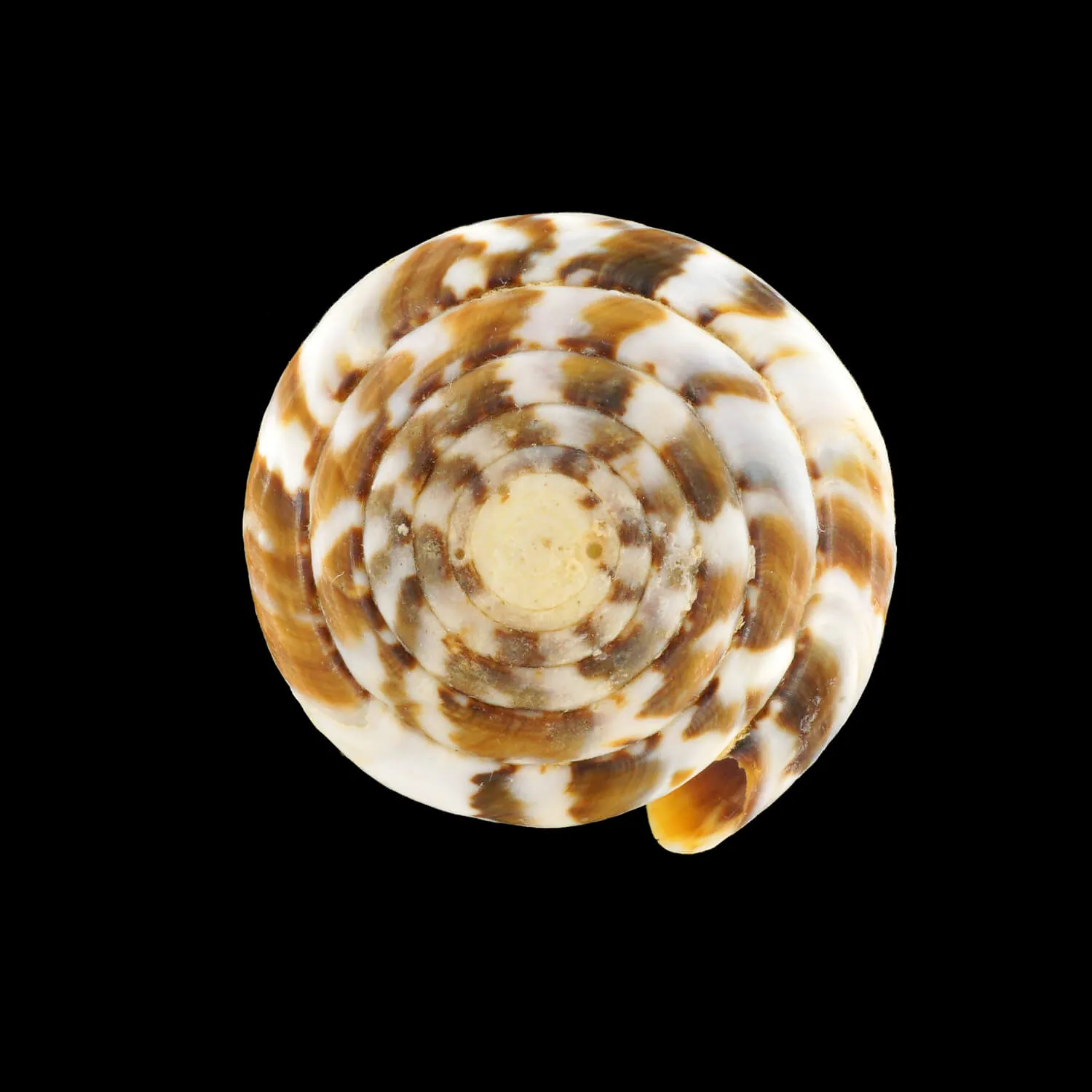 Conus (Rhizoconus) Namocanus