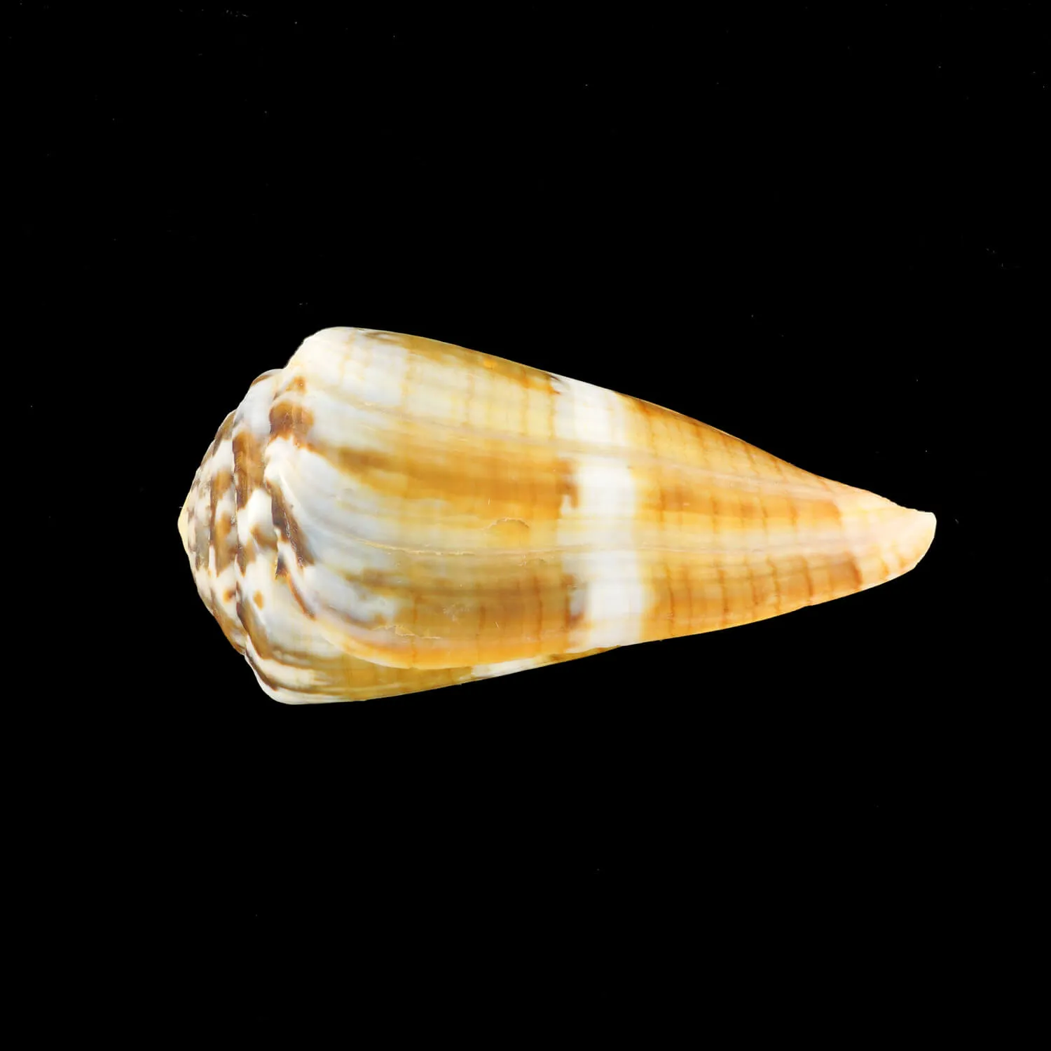 Conus (Rhizoconus) Namocanus