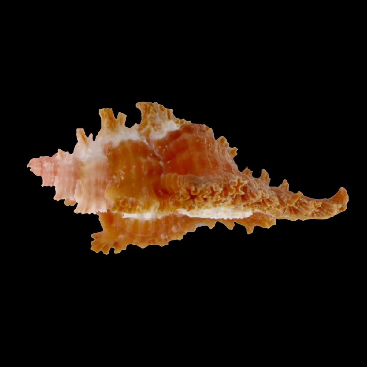 Chicoreus Strigatus Red