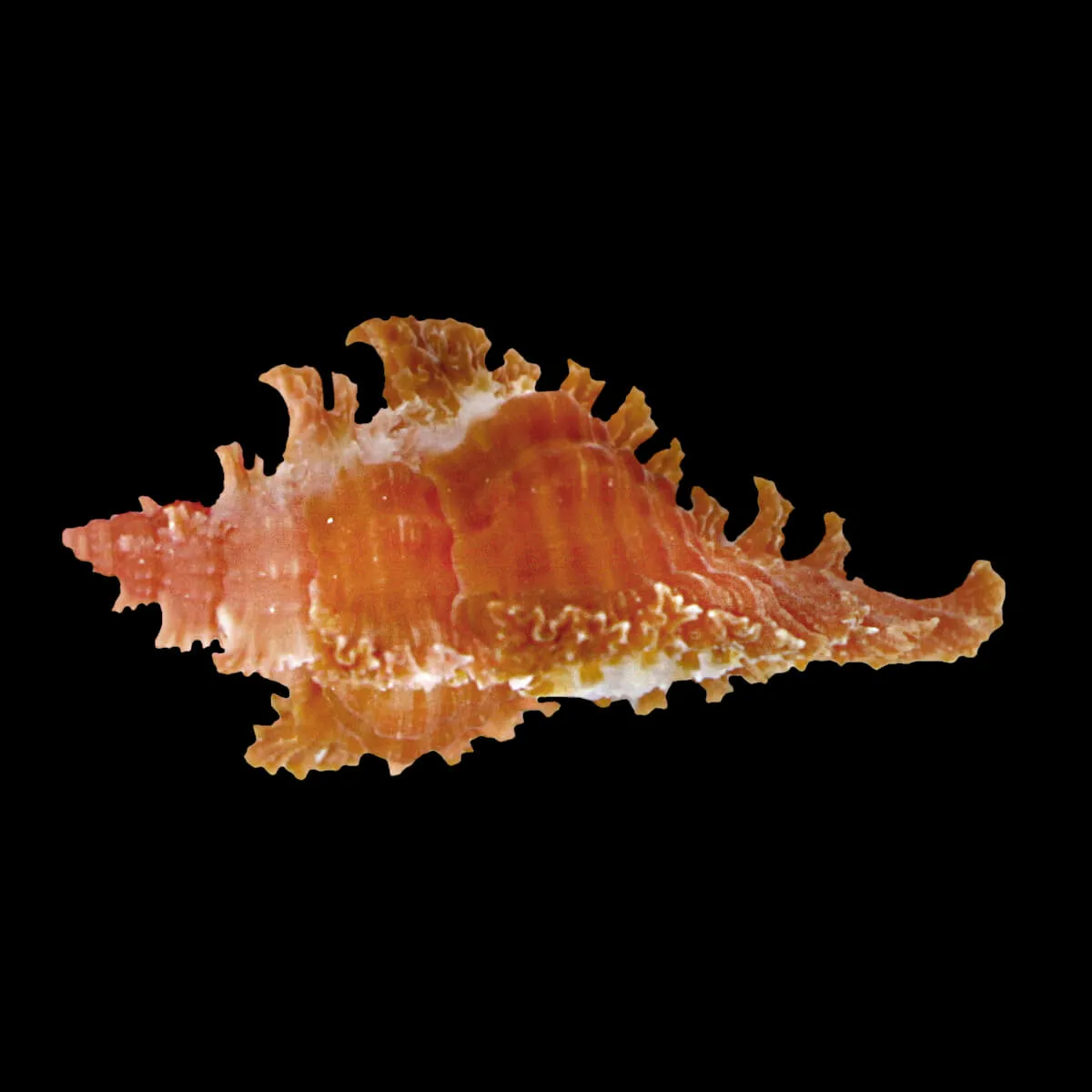Chicoreus Strigatus Red