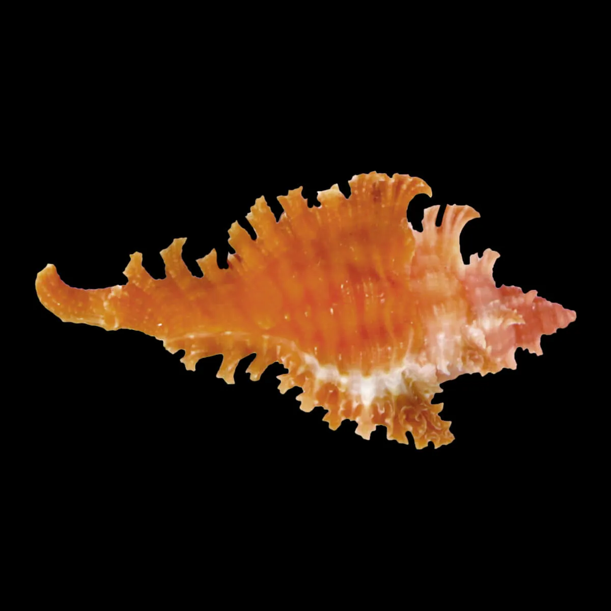 Chicoreus Strigatus Red
