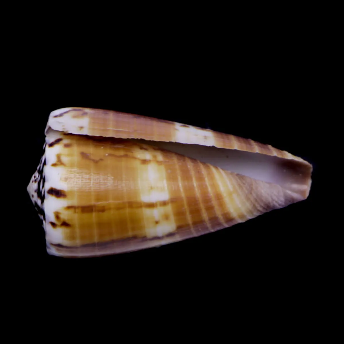 Strategoconus Vitulinus