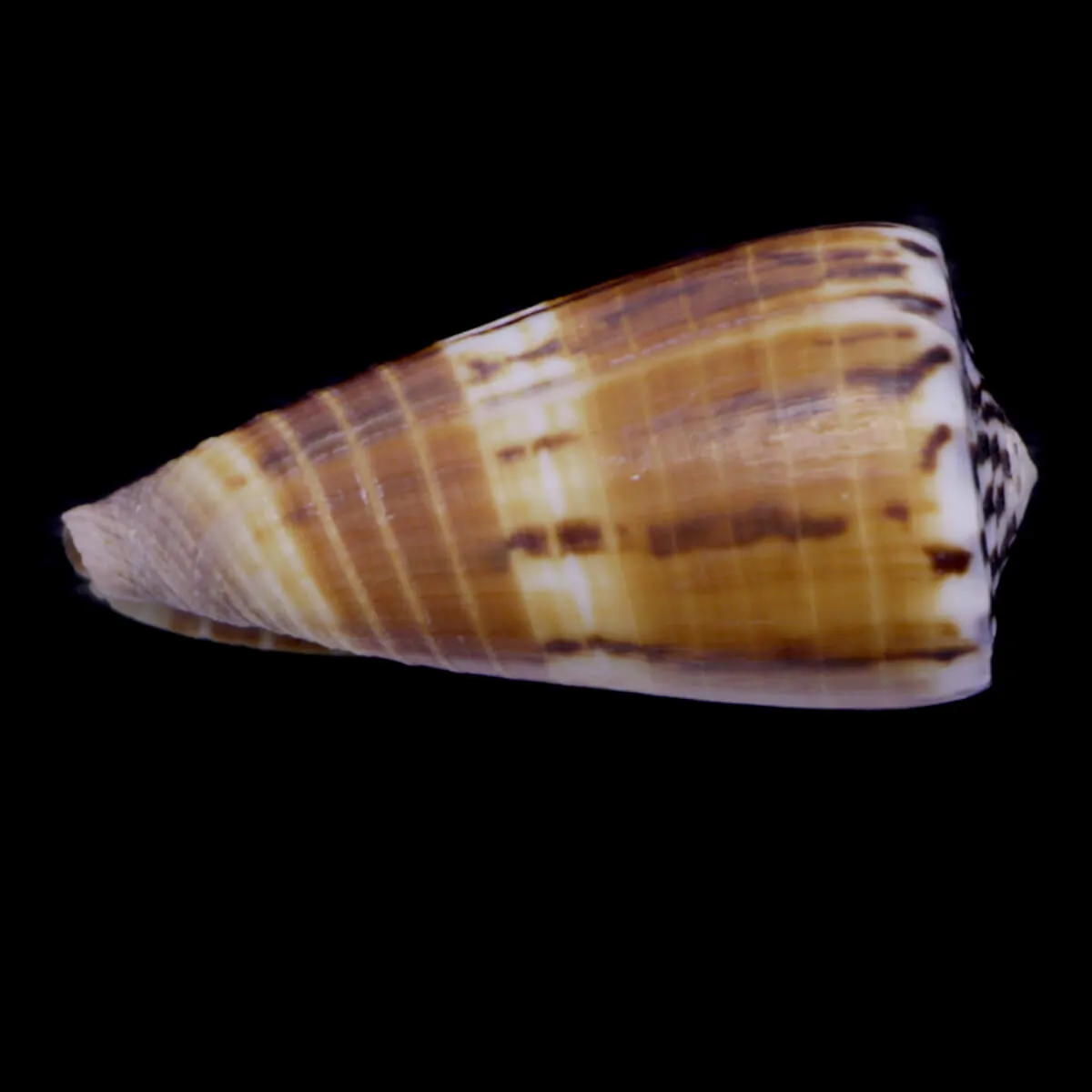 Strategoconus Vitulinus
