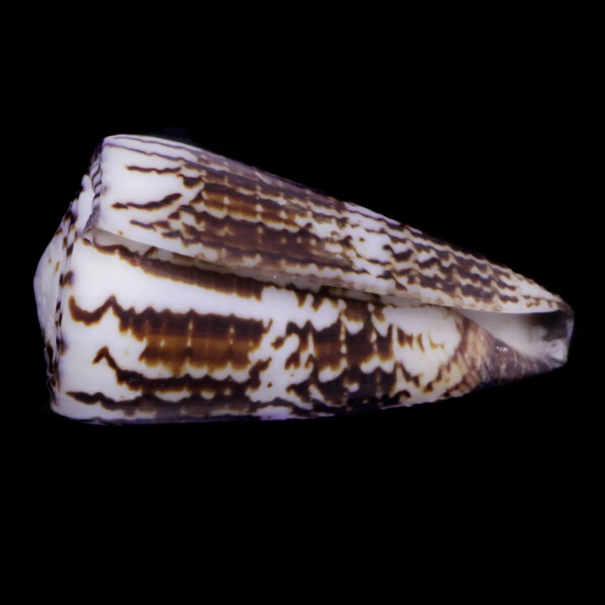 Strategoconus Vitulinus