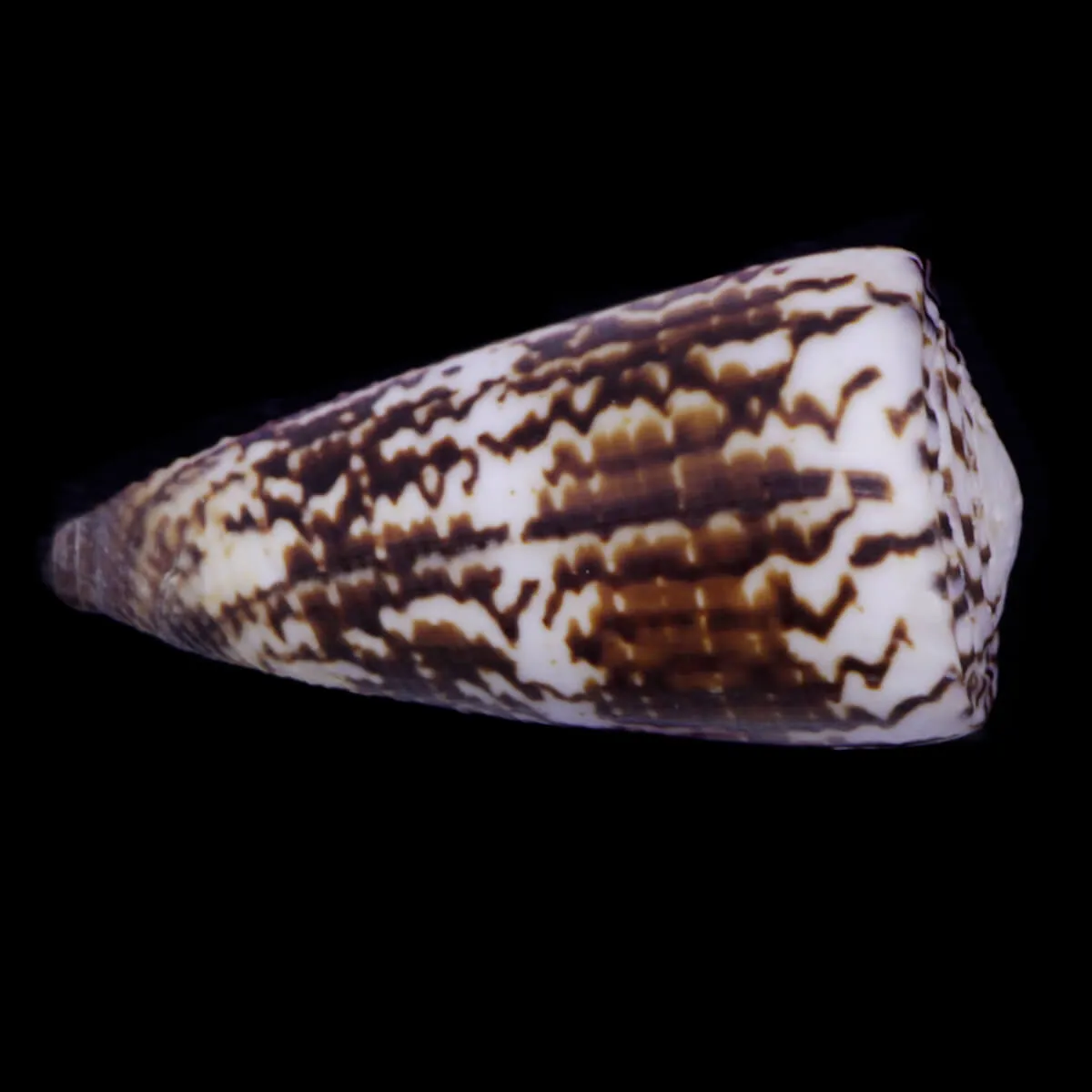 Strategoconus Vitulinus